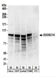 EXOSC10 Antibody - Detection of Human and Mouse EXOSC10 by Western Blot. Samples: Whole cell lysate (50 ug) from HeLa, 293T, Jurkat, mouse TCMK-1, and mouse NIH3T3 cells. Antibodies: Affinity purified rabbit anti-EXOSC10 antibody used for WB at 0.4 ug/ml. Detection: Chemiluminescence with an exposure time of 30 seconds.