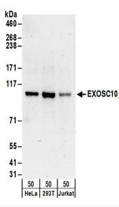 EXOSC10 Antibody - Detection of Human EXOSC10 by Western Blot. Samples: Whole cell lysate (50 ug) from HeLa, 293T, and Jurkat cells. Antibodies: Affinity purified rabbit anti-EXOSC10 antibody used for WB at 0.4 ug/ml. Detection: Chemiluminescence with an exposure time of 3 minutes.