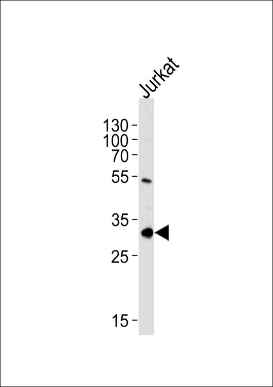 EXOSC2 / RRP4 Antibody - EXOSC2 Antibody western blot of Jurkat cell line lysates (35 ug/lane). The EXOSC2 antibody detected the EXOSC2 protein (arrow).
