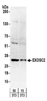 EXOSC2 / RRP4 Antibody - Detection of Mouse EXOSC2 by Western Blot. Samples: Whole cell lysate (15 and 50 ug) from mouse NIH3T3 cells. Antibodies: Affinity purified rabbit anti-EXOSC2 antibody used for WB at 0.4 ug/ml. Detection: Chemiluminescence with an exposure time of 3 minutes.