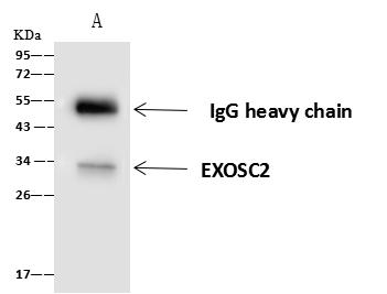 EXOSC2 / RRP4 Antibody - EXOSC2 was immunoprecipitated using: Lane A: 0.5 mg Jurkat Whole Cell Lysate. 4 uL anti-EXOSC2 rabbit polyclonal antibody and 60 ug of Immunomagnetic beads Protein A/G. Primary antibody: Anti-EXOSC2 rabbit polyclonal antibody, at 1:100 dilution. Secondary antibody: Goat Anti-Rabbit IgG (H+L)/HRP at 1/10000 dilution. Developed using the ECL technique. Performed under reducing conditions. Predicted band size: 33 kDa. Observed band size: 33 kDa.