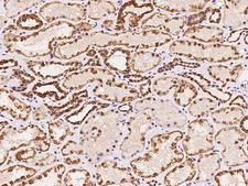 EXOSC2 / RRP4 Antibody - Immunochemical staining of human EXOSC2 in human kidney with rabbit polyclonal antibody at 1:100 dilution, formalin-fixed paraffin embedded sections.