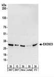 EXOSC3 Antibody - Detection of Human and Mouse EXOSC3 by Western Blot. Samples: Whole cell lysate from 293T (15 and 50 ug), HeLa (50 ug), Jurkat (50 ug), and mouse NIH3T3 (50 ug) cells. Antibodies: Affinity purified rabbit anti-EXOSC3 antibody used for WB at 0.1 ug/ml. Detection: Chemiluminescence with an exposure time of 30 seconds.