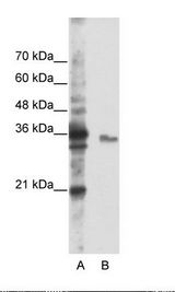 EXOSC3 Antibody - A: Marker, B: Jurkat Cell Lysate.  This image was taken for the unconjugated form of this product. Other forms have not been tested.