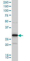 EXOSC3 Antibody - EXOSC3 monoclonal antibody (M03), clone 5C3 Western blot of EXOSC3 expression in HeLa NE.