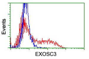 EXOSC3 Antibody - HEK293T cells transfected with either overexpress plasmid (Red) or empty vector control plasmid (Blue) were immunostained by anti-EXOSC3 antibody, and then analyzed by flow cytometry.