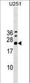 EXOSC4 / RRP41 Antibody - EXOSC4 Antibody western blot of U251 cell line lysates (35 ug/lane). The EXOSC4 antibody detected the EXOSC4 protein (arrow).