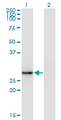 EXOSC5 Antibody - Western blot of EXOSC5 expression in transfected 293T cell line by EXOSC5 monoclonal antibody (M05), clone 1E11.