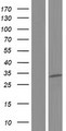 EXOSC6 Protein - Western validation with an anti-DDK antibody * L: Control HEK293 lysate R: Over-expression lysate