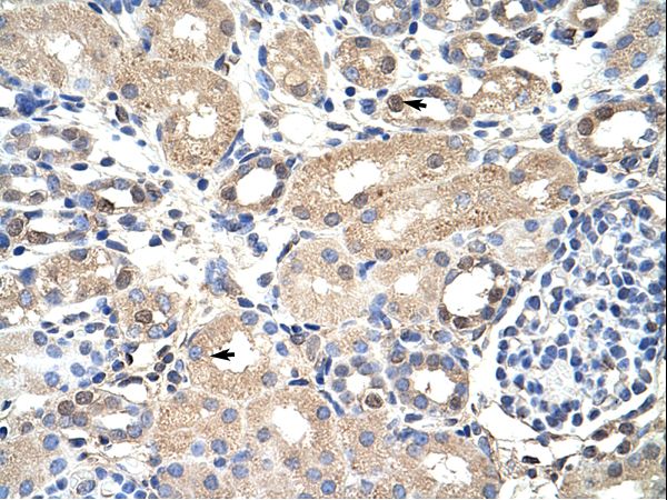 EXOSC7 Antibody - EXOSC7 antibody ARP40796_T100-NP_055819-EXOSC7 (exosome component 7) Antibody was used in IHC to stain formalin-fixed, paraffin-embedded human kidney.  This image was taken for the unconjugated form of this product. Other forms have not been tested.