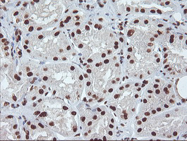 EXOSC7 Antibody - IHC of paraffin-embedded Human Kidney tissue using anti-EXOSC7 mouse monoclonal antibody.