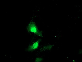 EXOSC7 Antibody - Anti-EXOSC7 mouse monoclonal antibody immunofluorescent staining of COS7 cells transiently transfected by pCMV6-ENTRY EXOSC7.