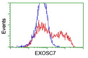 EXOSC7 Antibody - HEK293T cells transfected with either overexpress plasmid (Red) or empty vector control plasmid (Blue) were immunostained by anti-EXOSC7 antibody, and then analyzed by flow cytometry.
