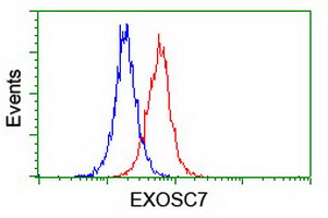 EXOSC7 Antibody - Flow cytometry of Jurkat cells, using anti-EXOSC7 antibody (Red), compared to a nonspecific negative control antibody (Blue).