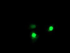 EXOSC7 Antibody - Anti-EXOSC7 mouse monoclonal antibody immunofluorescent staining of COS7 cells transiently transfected by pCMV6-ENTRY EXOSC7.