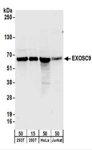 EXOSC9 / p5 Antibody - Detection of Human EXOSC9 by Western Blot. Samples: Whole cell lysate from 293T (15 and 50 ug), HeLa (50 ug), and Jurkat (50 ug) cells. Antibodies: Affinity purified rabbit anti-EXOSC9 antibody used for WB at 0.1 ug/ml. Detection: Chemiluminescence with an exposure time of 10 seconds.