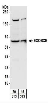 EXOSC9 / p5 Antibody - Detection of Mouse EXOSC9 by Western Blot. Samples: Whole cell lysate (15 and 50 ug) from mouse NIH3T3 cells. Antibodies: Affinity purified rabbit anti-EXOSC9 antibody used for WB at 0.4 ug/ml. Detection: Chemiluminescence with an exposure time of 3 seconds.