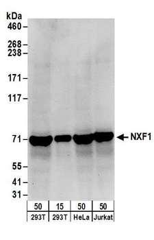 EXOSC9 / p5 Antibody - Detection of human NXF1 by western blot. Samples: Whole cell lysate from HEK293T (15 and 50 µg), HeLa (50µg), and Jurkat (50µg) cells. Antibodies: Affinity purified rabbit anti-NXF1 antibody used for WB at 0.1 µg/ml. Detection: Chemiluminescence with an exposure time of 30 seconds.