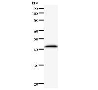 EXOSC9 / p5 Antibody - Western blot analysis of immunized recombinant protein, using anti-EXOSC9 monoclonal antibody.