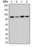 EXT1 Antibody - Western blot analysis of EXT1 expression in K562 (A); PC3 (B); mouse liver (C); mouse lung (D) whole cell lysates.