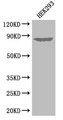 EXT1 Antibody - Positive WB detected in:HEK293 whole cell lysate;All lanes: EXT1 antibody at 3.3ug/ml;Secondary;Goat polyclonal to rabbit IgG at 1/50000 dilution;Predicted band size: 87 kDa;Observed band size: 87 kDa;