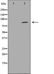 EXT1 Antibody - Western blot analysis of HepG2 cell lysates using EXT1 antibody. The lane on the left is treated with the antigen-specific peptide.