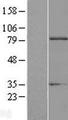 EXT1 Protein - Western validation with an anti-DDK antibody * L: Control HEK293 lysate R: Over-expression lysate