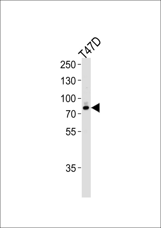 EXT2 Antibody - Western blot of lysate from T47D cell line,using EXT2 Antibody. Antibody was diluted at 1:1000 at each lane. A goat anti-rabbit IgG H&L (HRP) at 1:5000 dilution was used as the secondary antibody.Lysate at 35ug per lane.