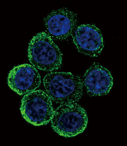 EXT2 Antibody - Confocal immunofluorescence of EXT2 Antibody with HeLa cell followed by Alexa Fluor 488-conjugated goat anti-rabbit lgG (green). DAPI was used to stain the cell nuclear (blue).