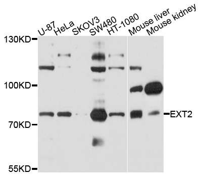 EXT2 Antibody - Western blot analysis of extract of various cells.