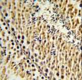 EXTL3 Antibody - EXTL3 Antibody IHC of formalin-fixed and paraffin-embedded testis tissue followed by peroxidase-conjugated secondary antibody and DAB staining.