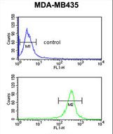 EXTL3 Antibody - EXTL3 Antibody flow cytometry of MDA-MB435 cells (bottom histogram) compared to a negative control cell (top histogram). FITC-conjugated goat-anti-rabbit secondary antibodies were used for the analysis.
