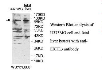 EXTL3 Antibody