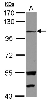 EXTL3 Antibody - Sample (30 ug of whole cell lysate) A: U87-MG 7.5% SDS PAGE EXTL3 antibody diluted at 1:1000