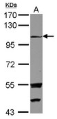 EXTL3 Antibody - Sample (30 ug of whole cell lysate) A: U87-MG 7.5% SDS PAGE EXTL3 antibody diluted at 1:1000