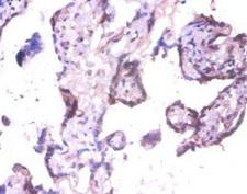 EXTL3 Antibody - Immunohistochemistry of paraffin-embedded human placenta tissue using EXTL3 Antibody at dilution of 1:100