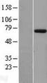 EYA1 Protein - Western validation with an anti-DDK antibody * L: Control HEK293 lysate R: Over-expression lysate