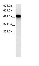EYA3 Antibody - HepG2 Cell Lysate.  This image was taken for the unconjugated form of this product. Other forms have not been tested.