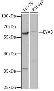 EYA3 Antibody - Western blot analysis of extracts of various cell lines using EYA3 Polyclonal Antibody at dilution of 1:1000.