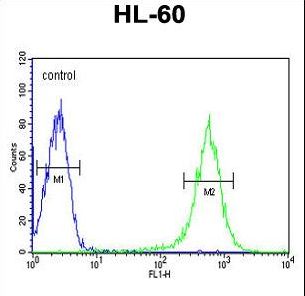 EYA4 Antibody - EYA4 Antibody flow cytometry of HL-60 cells (bottom histogram) compared to a negative control cell (top histogram). FITC-conjugated goat-anti-rabbit secondary antibodies were used for the analysis.
