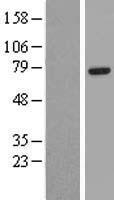 EYA4 Protein - Western validation with an anti-DDK antibody * L: Control HEK293 lysate R: Over-expression lysate
