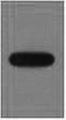 EYFP Antibody - Western Blot analysis of recombinant EYFP protein using EYFP Monoclonal Antibody at dilution of 1:10000.