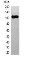 EYFP Tag Antibody - Western blot analysis of over-expressed EYFP-tagged protein in 293T cell lysate.