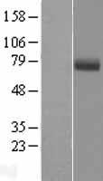 EYS Protein - Western validation with an anti-DDK antibody * L: Control HEK293 lysate R: Over-expression lysate