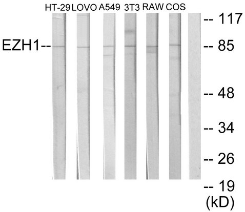 EZH1 / ENX-2 Antibody - Western blot analysis of lysates from HT-29, LOVO, A549, NIH/3T3, RAW264.7, and COS7 cells, using EZH1 Antibody. The lane on the right is blocked with the synthesized peptide.