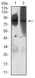 EZH1 / ENX-2 Antibody - Western blot analysis using EZH1 mouse mAb against HepG2 (1) and Hela (2) cell lysate.