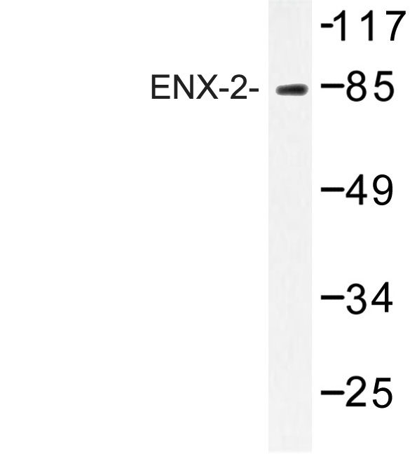 EZH1 / ENX-2 Antibody - Western blot of ENX-2 (E192) pAb in extracts from HT-29 cells.