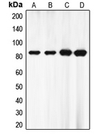 EZH1 / ENX-2 Antibody - Western blot analysis of EZH1 expression in HepG2 (A); HeLa (B); MOLT4 (C); mouse brain (D) whole cell lysates.