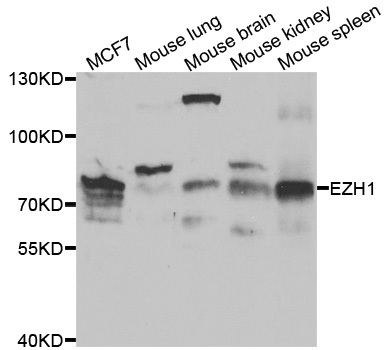 EZH1 / ENX-2 Antibody - Western blot analysis of extracts of various cell lines, using EZH1 antibody.