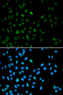 EZH1 / ENX-2 Antibody - Immunofluorescence analysis of A549 cell using EZH1 antibody. Blue: DAPI for nuclear staining.